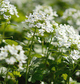 Lauch  Pachyphragma macrophyllum (Grossblättriges Scheinschaumkraut) - Topf