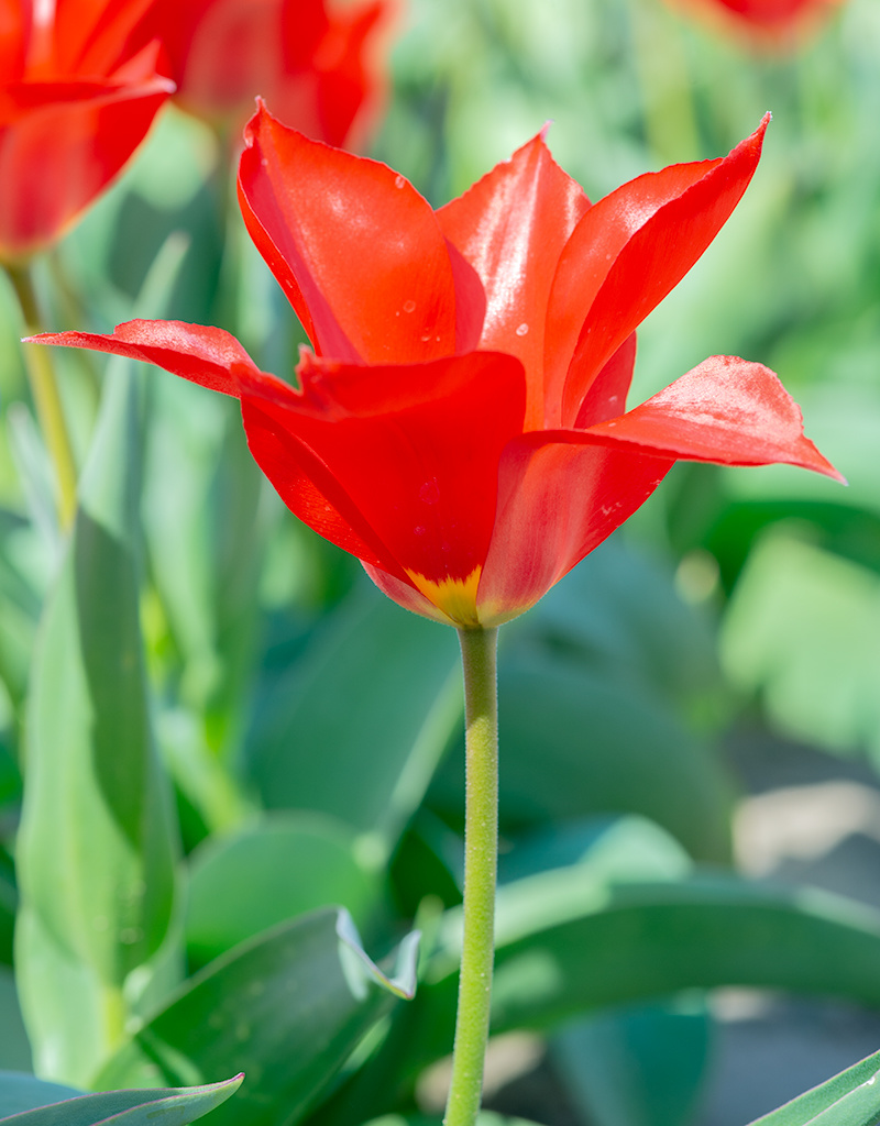 Tulpe  Tulipa ingens, BIO (Tulpe)