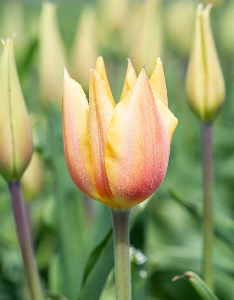 Tulpe  Tulipa 'Blushing Lady', BIO