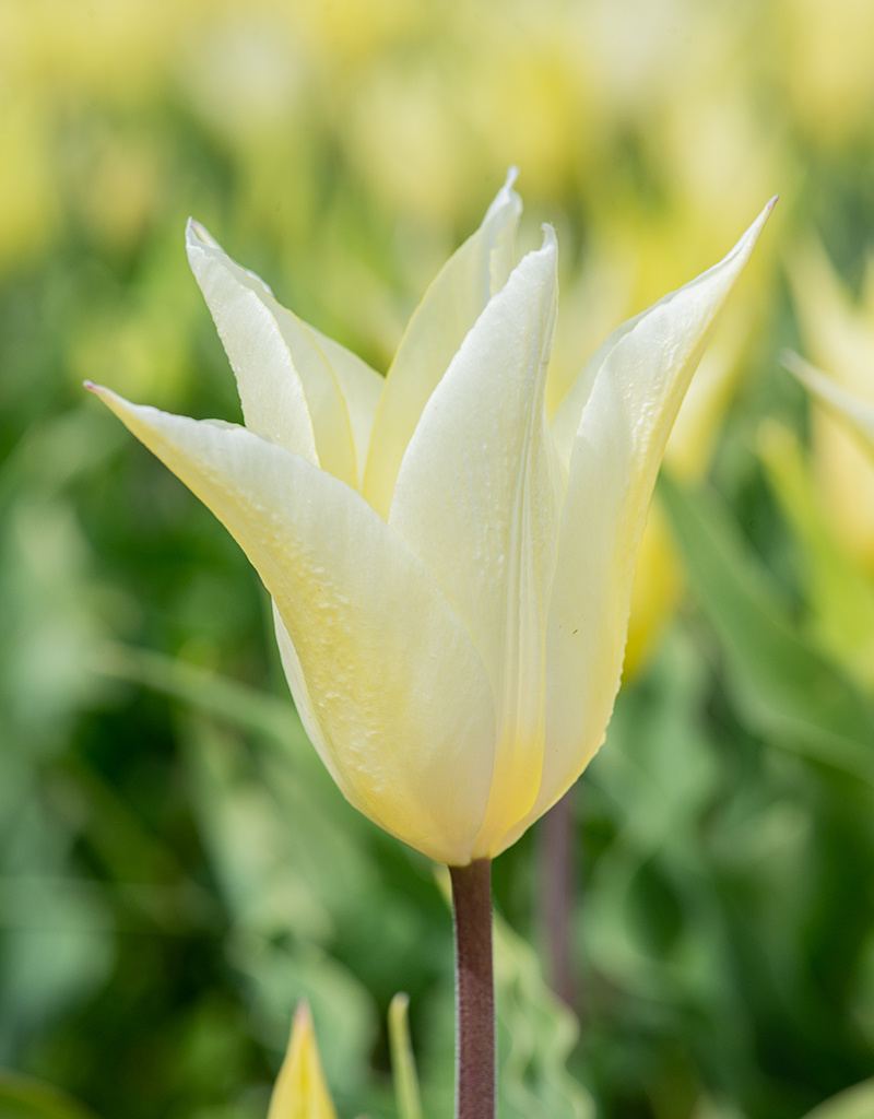 Tulpe  Tulipa 'Sapporo', BIO