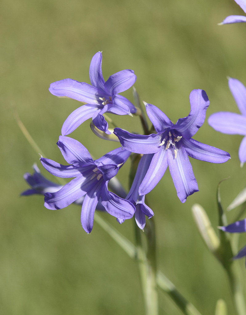 Berg-Blaulilie  Ixiolirion tataricum (Berg-Blaulilie)