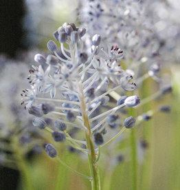 Blaustern (Amethyst)  Scilla litardierei