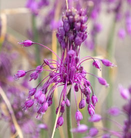 Lauch  Allium carinatum ssp. pulchellum