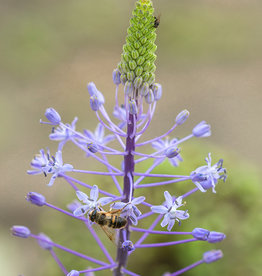 Hyazinthen-Blaustern  Scilla hyacinthoides 'Blue Arrow'