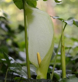 Aronstab  Arum italicum