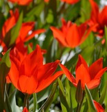Tulpe (Wild)  Tulipa praestans 'Zwanenburg', BIO