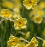 Narzisse  Narcissus 'Sun Disc', BIO - ANGEBOT