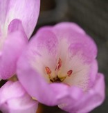 Herbstzeitlose  Colchicum byzantinum (Herbst-Zeitlose) - ANGEBOT