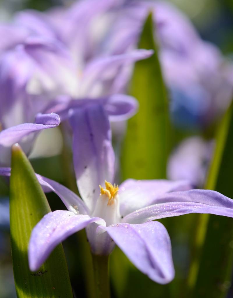 10 Bulbes Chionodoxa Pink Giant Calibre 5/6 - Fleurs Roses Précoces - Plantation Automne, Floraison Fin Hiver/début Printemps