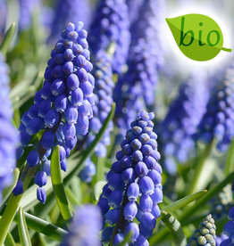 Traubenhyazinthe  Muscari armeniacum, BIO - ANGEBOT