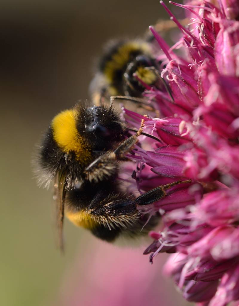 Kugellauch (Kugelköpfiger)  Allium sphaerocephalon (Kugellauch) - ANGEBOT