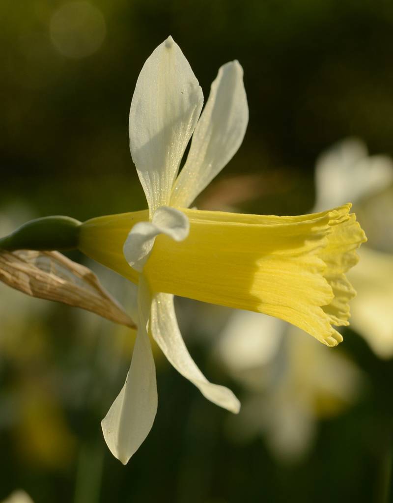 Narzisse  Narcissus 'Elka'