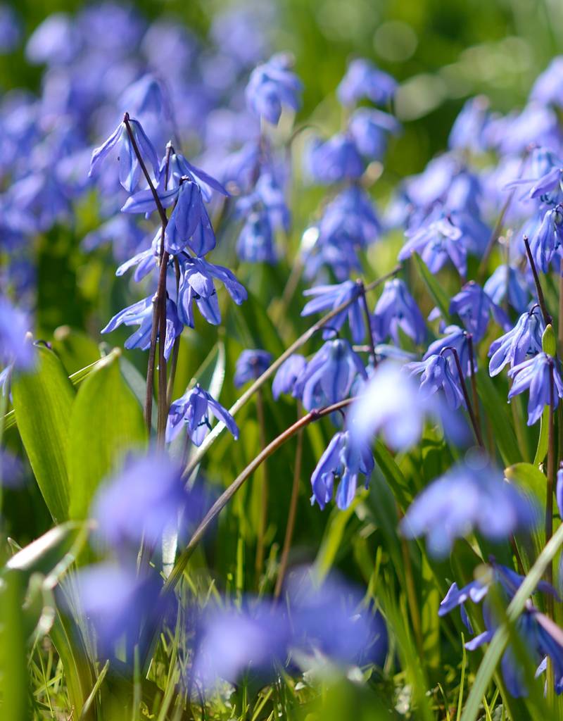 Blaustern (Sibirischer)  Scilla siberica 'Spring Beauty' (Sibirischer Blaustern) – Stinsenpflanze