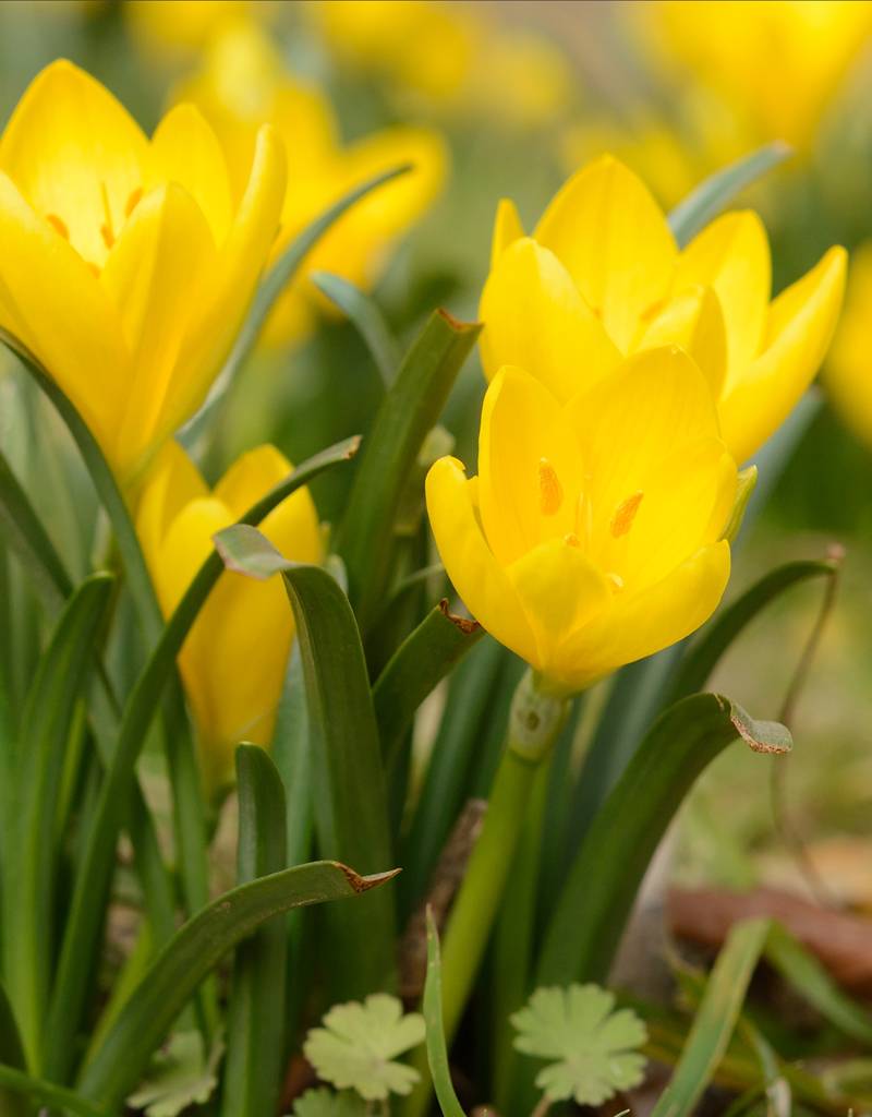 Herbst-Goldbecher  Sternbergia lutea (Herbst-Goldbecher)