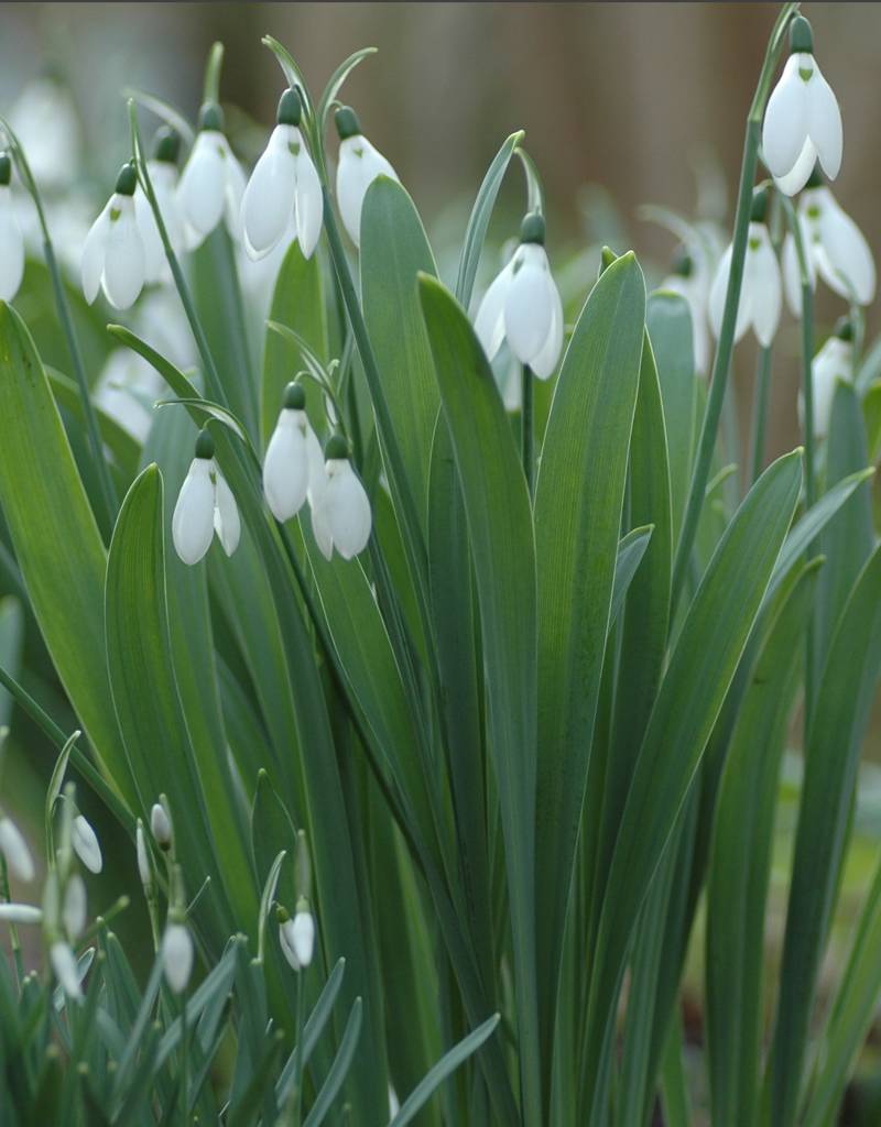 Schneeglöckchen  Galanthus elwesii (Grosses Schneeglöckchen) - Stinsenpflanze - ANGEBOT
