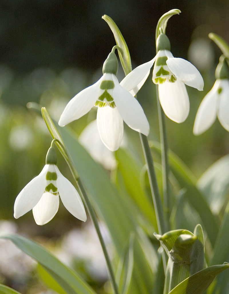 Schneeglöckchen  Galanthus elwesii (Grosses Schneeglöckchen) - Stinsenpflanze - ANGEBOT