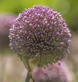 Zierlauch  Allium 'Summer Drummer' - ANGEBOT