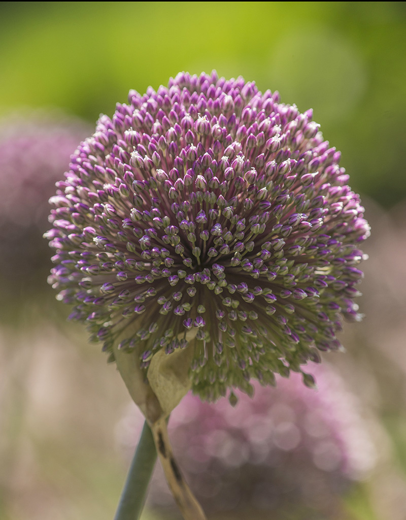 Zierlauch  Allium 'Summer Drummer' (Zierlauch) - ANGEBOT