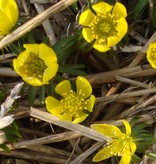 Winterling  Eranthis cilicica (Winterling) - ANGEBOT