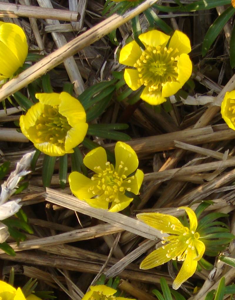 Winterling  Eranthis cilicica (Winterling) - ANGEBOT