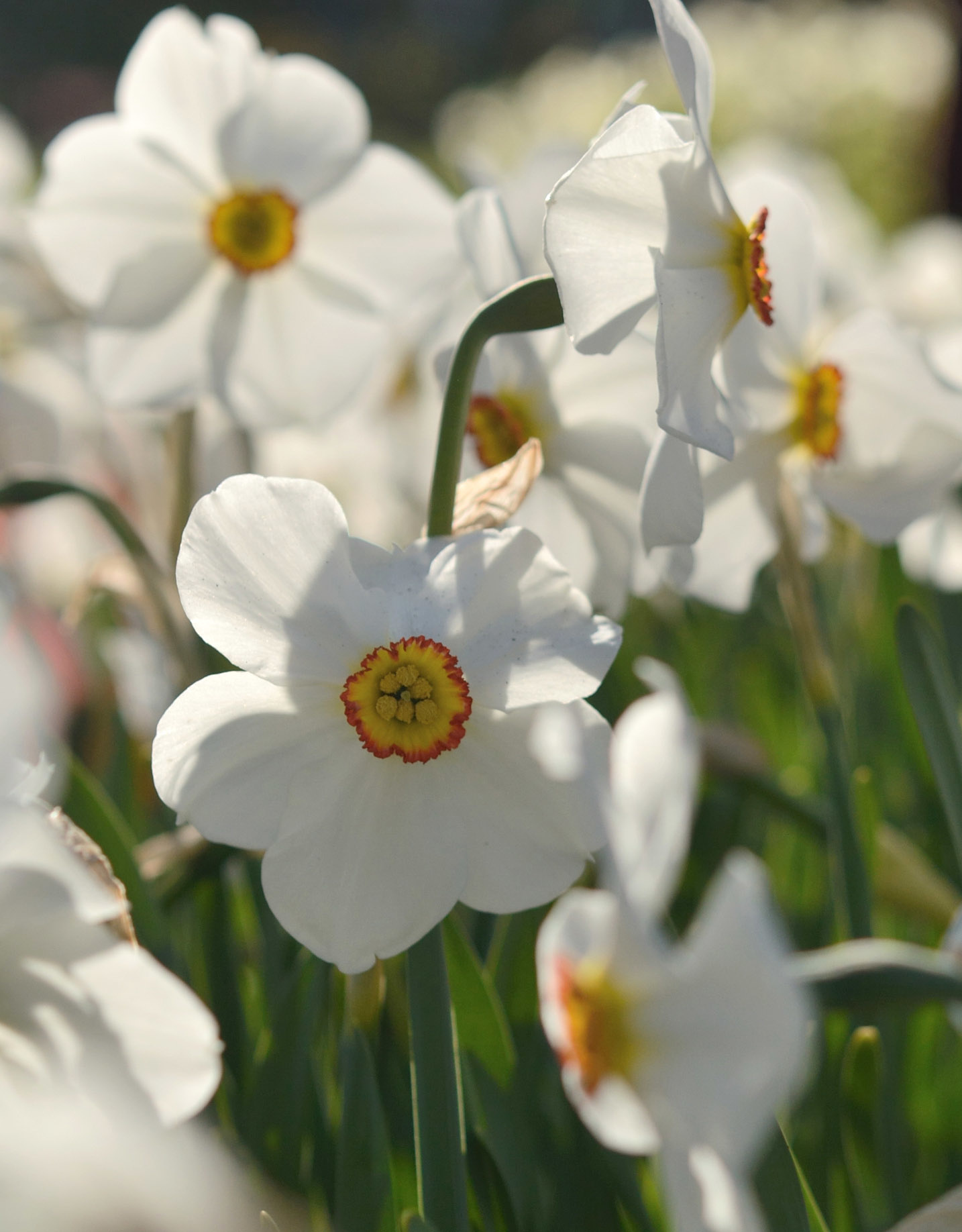 Narzisse (Dichter)  Narcissus 'Actaea' - ANGEBOT
