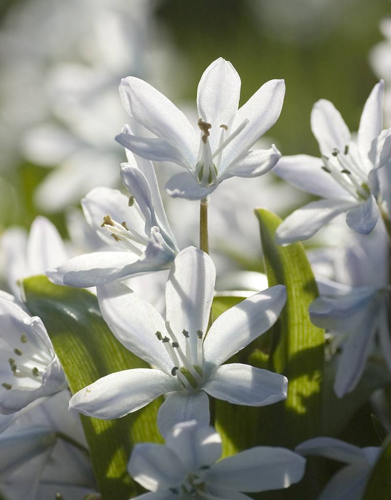Blaustern (Weisser)  Scilla miczenkoana/mischtschenkoana  (Weisser Blaustern) - Stinsenpflanze - ANGEBOT