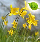 Tulpe (Wald)  Tulipa sylvestris (Wald-Tulpe) - Stinsenpflanze, BIO - ANGEBOT