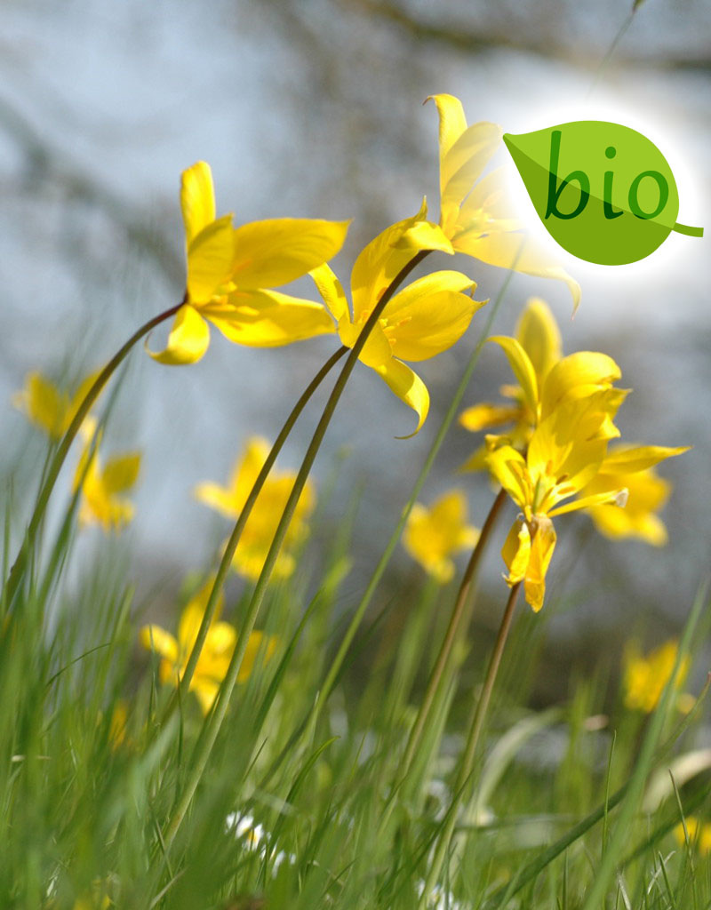 Tulpe (Wald)  Tulipa sylvestris (Wald-Tulpe) - Stinsenpflanze, BIO - ANGEBOT