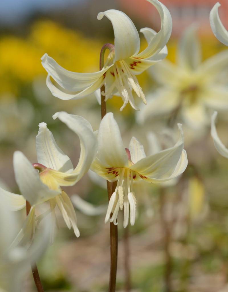 Hundszahn  Erythronium 'White Beauty' (Weisser Hundszahn) - ANGEBOT