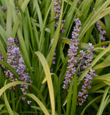 Lilientraube  Liriope muscari 'Big Blue' (Lilientraube) - Topf
