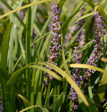 Lilientraube  Liriope muscari 'Big Blue' (Lilientraube) - Topf
