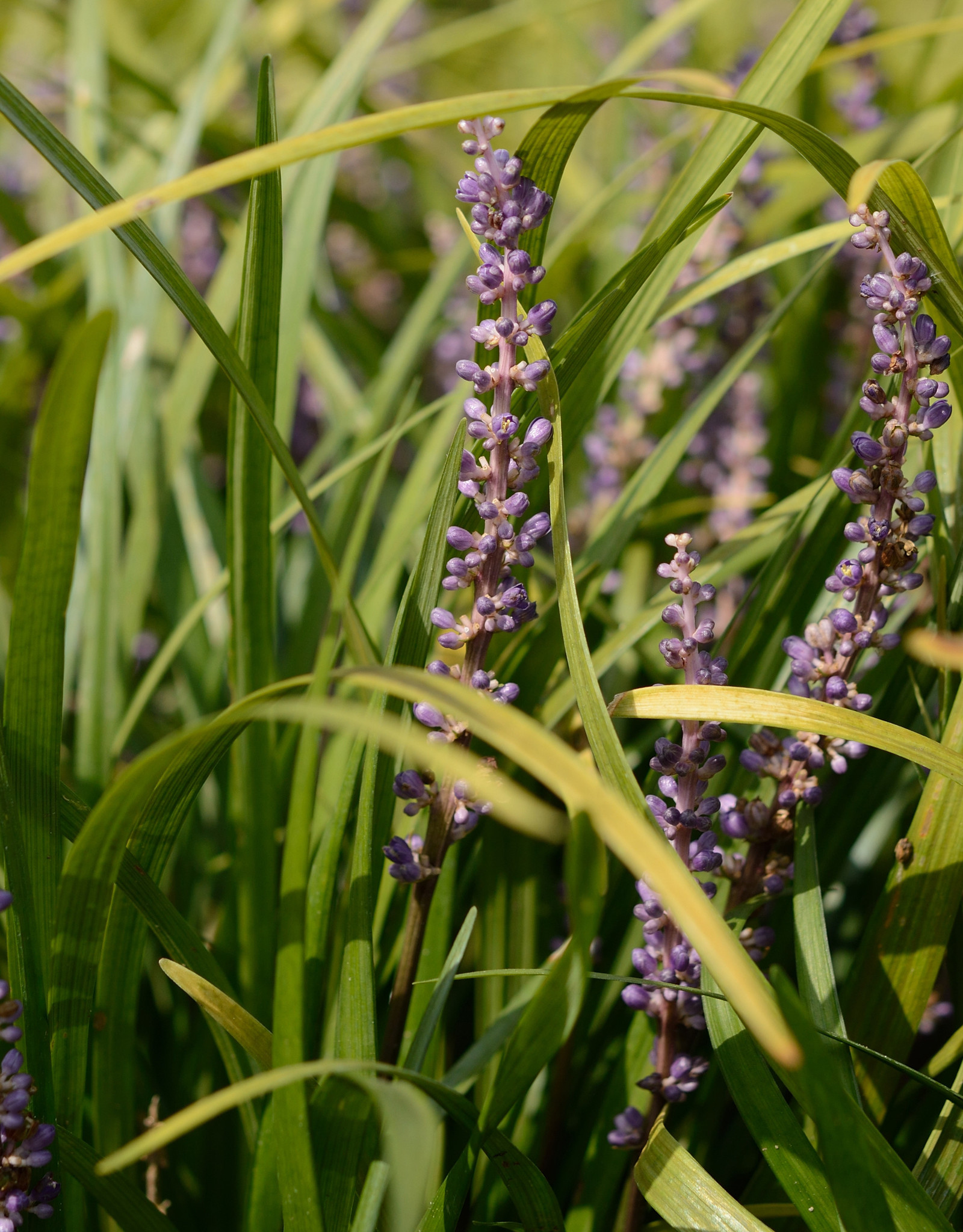 Lilientraube  Liriope muscari 'Big Blue' (Lilientraube) - Topf