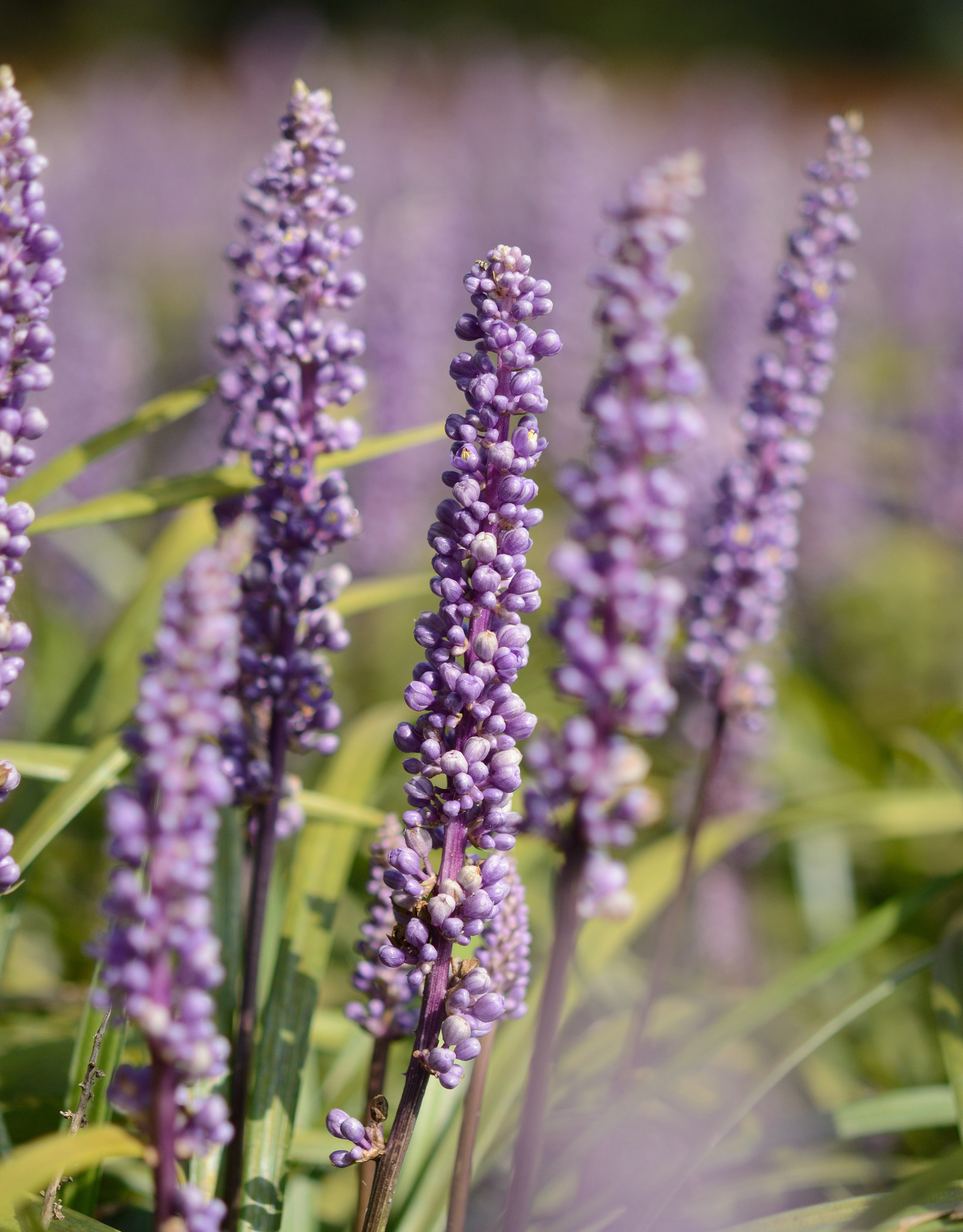 Lilientraube  Liriope muscari 'Moneymaker' (Lilientraube) - Topf