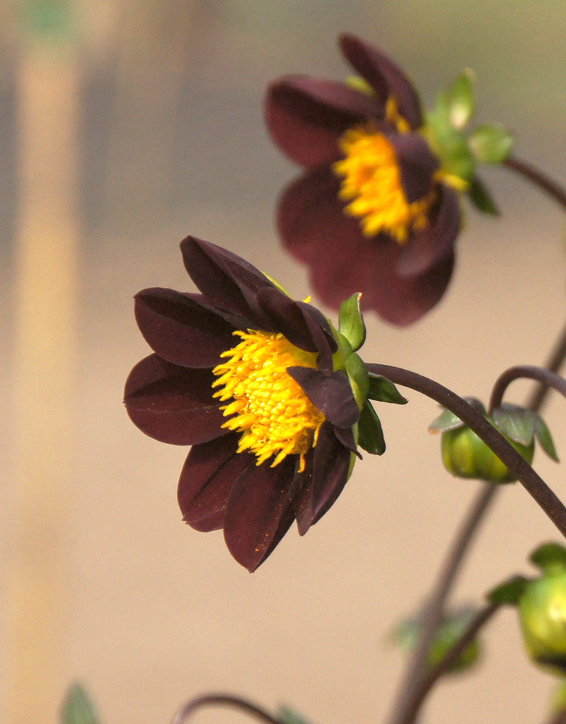 Dahlia  Dahlia 'Mexican Star', BIO