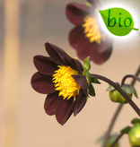 Dahlia  Dahlia 'Mexican Star', BIO