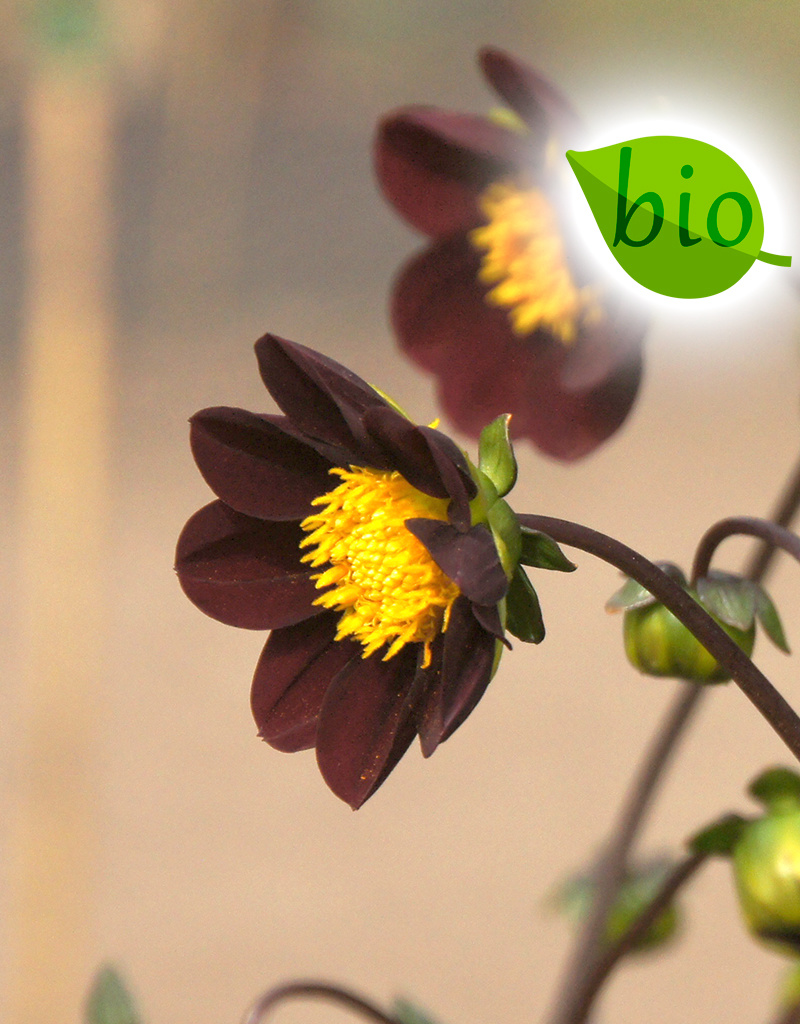 Dahlia  Dahlia 'Mexican Star', BIO