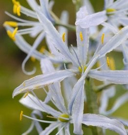 Prärielilie  Camassia cusickii - ANGEBOT