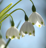 Sommer-Knotenblume  Leucojum aestivum 'Gravitye Giant' (Sommer-Knotenblume) - Stinsenpflanze - ANGEBOT