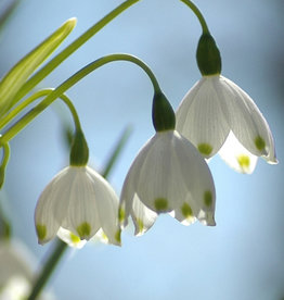 Sommer-Knotenblume  Leucojum aestivum 'Gravitye Giant' - ANGEBOT
