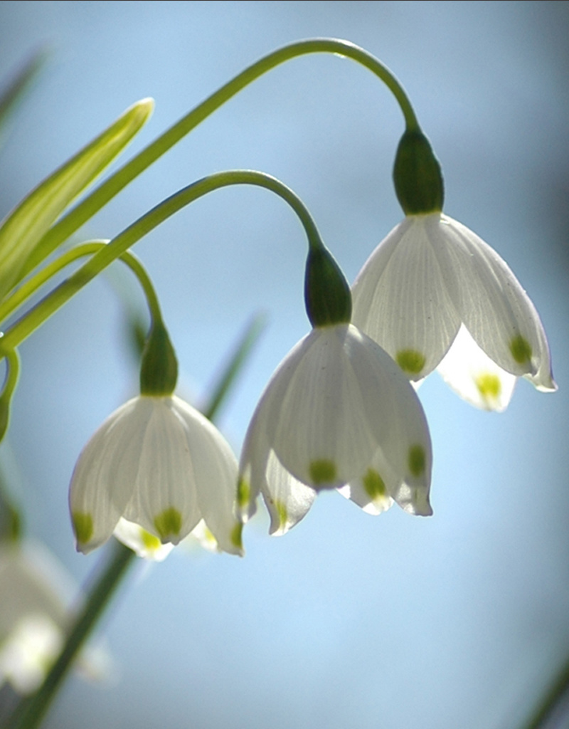 Sommer-Knotenblume  Leucojum aestivum 'Gravitye Giant' (Sommer-Knotenblume) - Stinsenpflanze - ANGEBOT