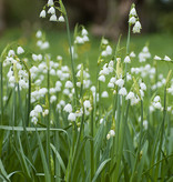 Sommer-Knotenblume  Leucojum aestivum 'Gravitye Giant' (Sommer-Knotenblume) - Stinsenpflanze - ANGEBOT