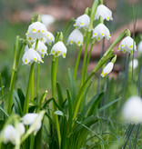 Märzenbecher  Leucojum vernum - 'im Grünen'