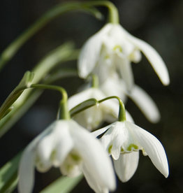 Schneeglöckchen  Galanthus nivalis 'Flore Pleno' - 'im Grünen'