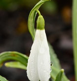 Schneeglöckchen  Galanthus 'Atkinsii' - 'im Grünen'