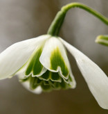 Schneeglöckchen  Galanthus 'Dionysus' - 'im Grünen'