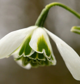 Schneeglöckchen  Galanthus 'Dionysus' - 'im Grünen'