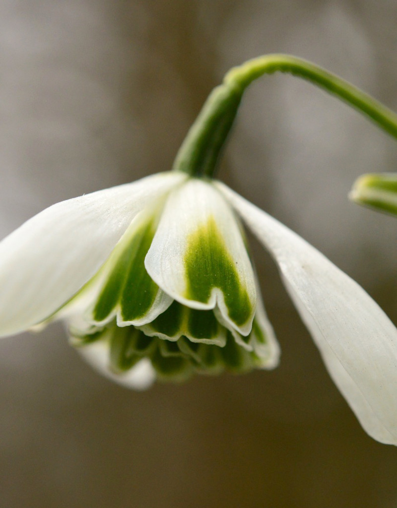 Schneeglöckchen  Galanthus 'Dionysus' - 'im Grünen'