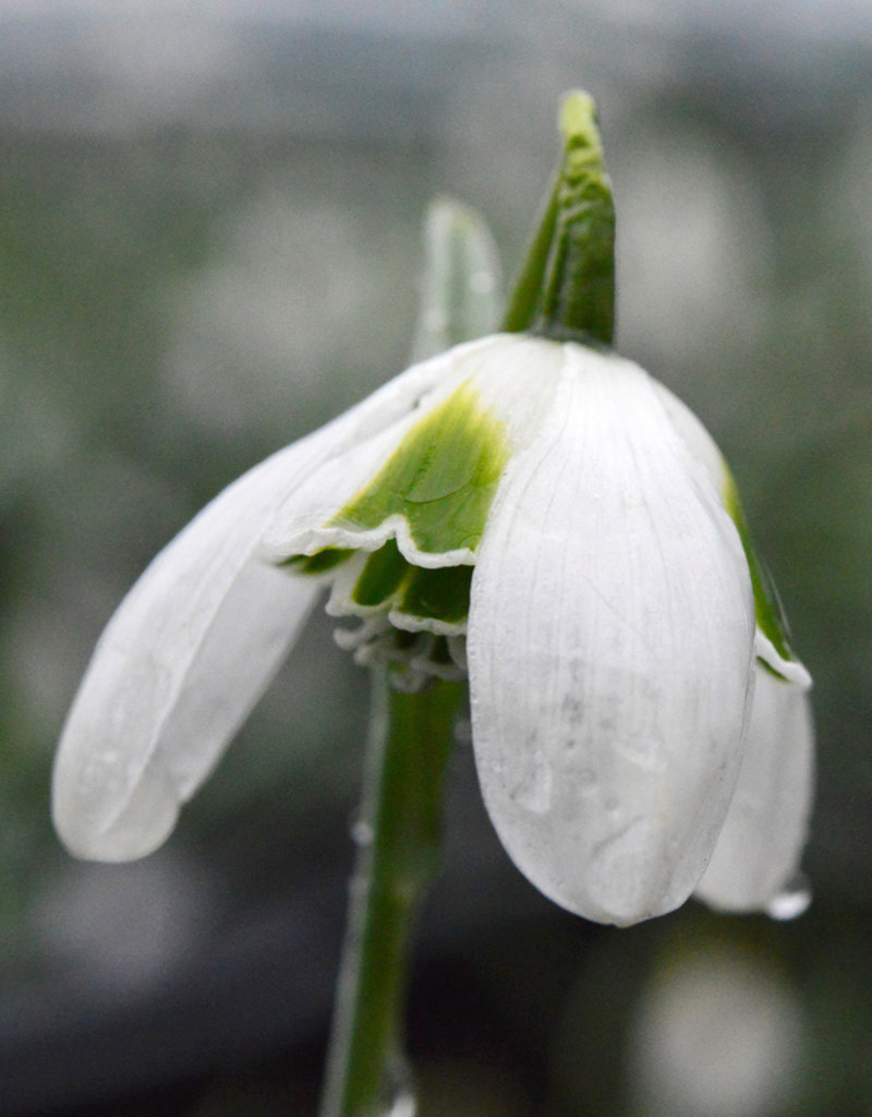 Schneeglöckchen  Galanthus 'Hippolyta' - 'im Grünen'