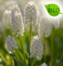 Traubenhyazinthe  Muscari aucheri 'White Magic', BIO