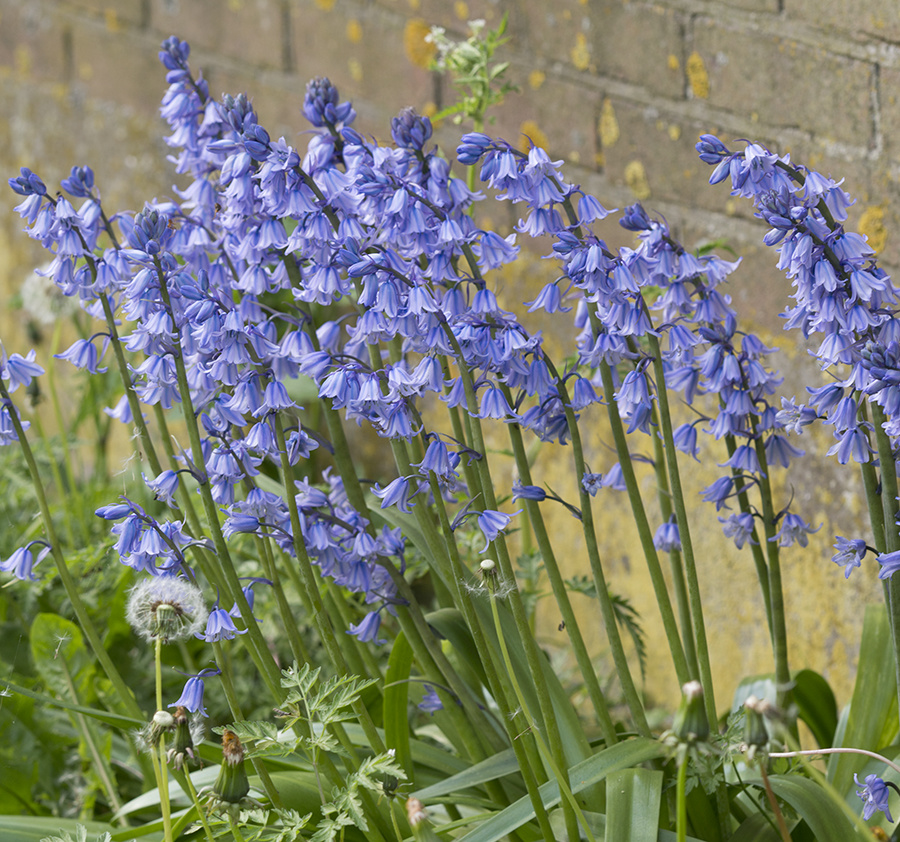 Hasenglöckchen (Spanisches)  Hyacinthoides hispanica 'Excelsior', BIO (Spanisches Hasenglöckchen)